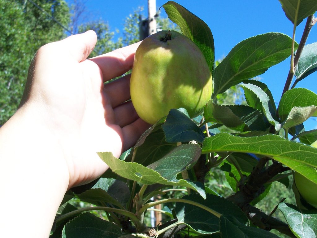 norland_apple – Alaska Pioneer Fruit Growers Association